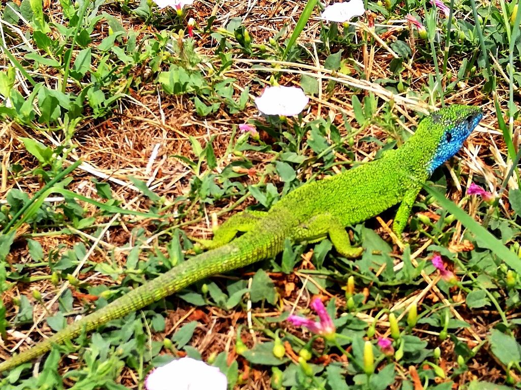 hdr - Gyertekvelem siroki vár gyík