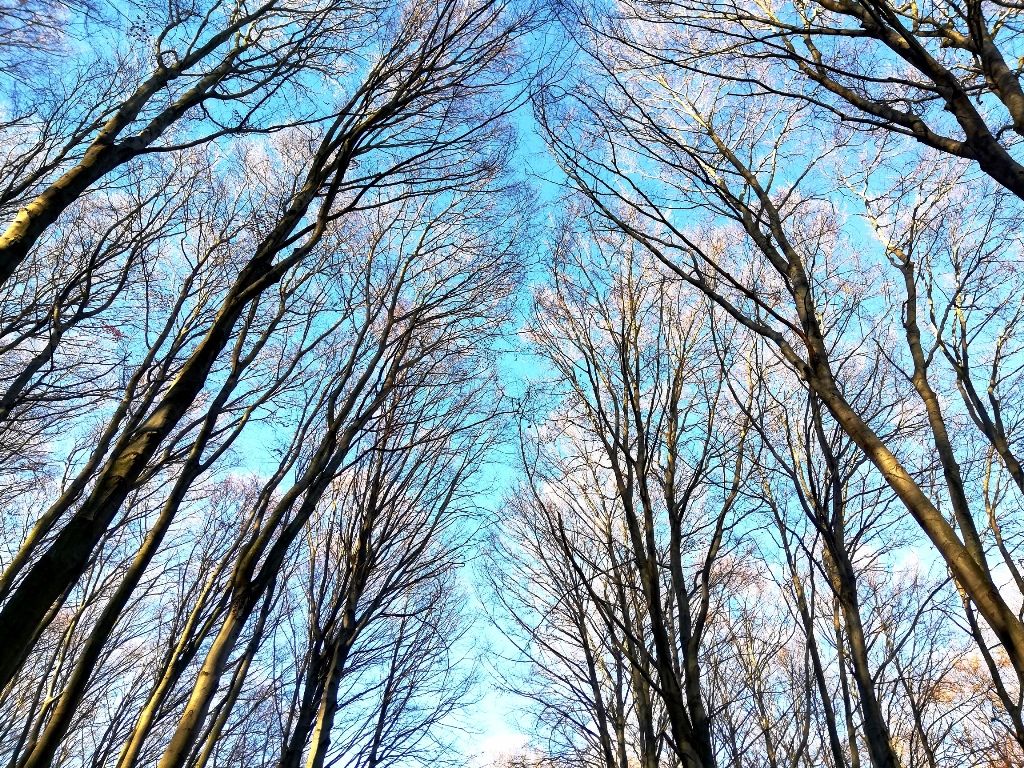 hdr - Gyertekvelem az égigérő fák