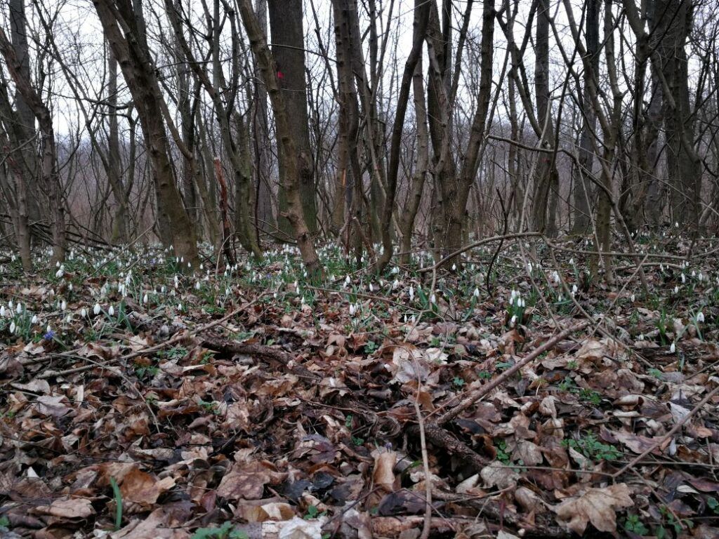 ablanc-malom-hoviragok - Gyertekvelem Hóvirágok ezrei az Ablánc-patak mellett