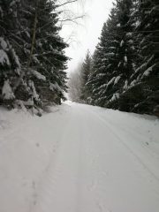 Magyarország, Bükk hegység télen. Havas fenyőfák