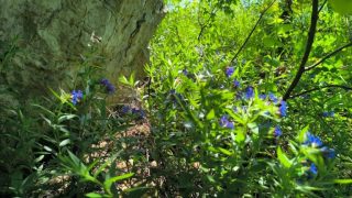 Pes-kő barlang, kék virágok a szikla tövében