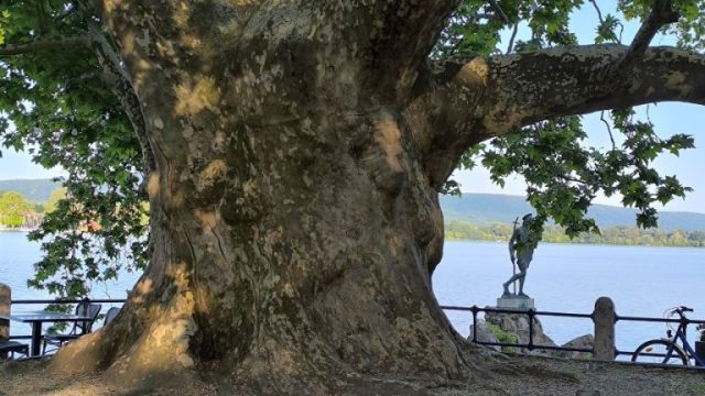 Tata, a Nagy Platán