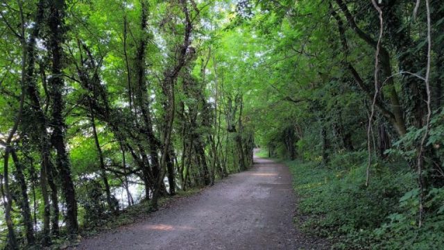Az Öreg-tó melletti sétaút árnyas szakasza