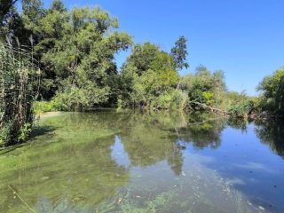 A Derítő-tó torkolat nádas-sásas területe