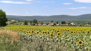 Napraforgók és a háttérben Héreg