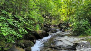 Hegyekből csörgedező patak az erdőben