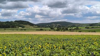 Csernely határában napraforgók, háttérben a Bükk