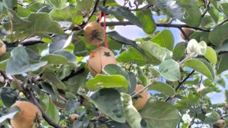 Felsőnyárád, vicces fa tojásokkal