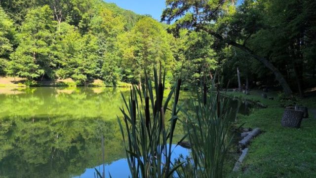 Keleméri halastó partja nyáron