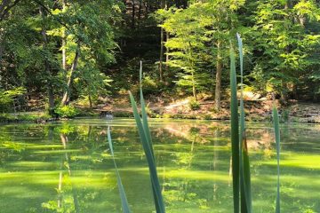 Bringával a keleméri erdőben. Egy halastó partján a halőrház teraszán