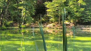 Keleméri Természetvédelmi Terület