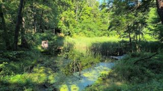 Keleméri tőzegláp