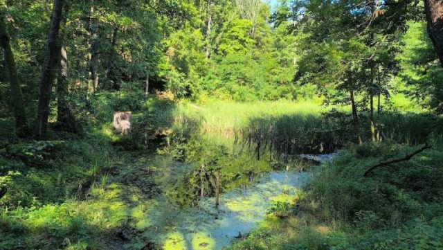 Keleméri tőzegláp