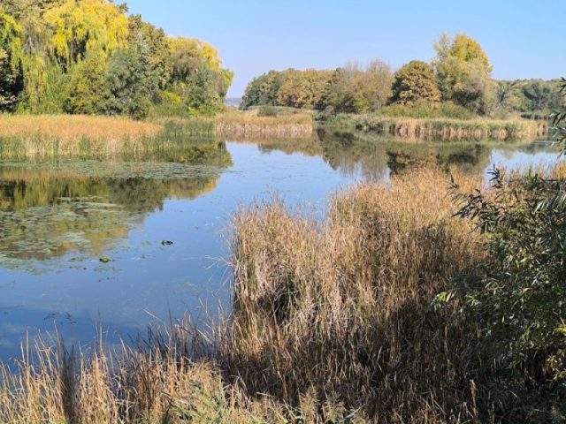 kis-balaton-nadas Nádas és tavirózsák