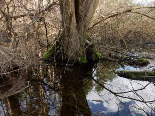 alattunk-a-kek-eg-lebego-falunal-mocsar