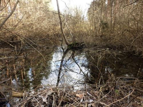 bokodi-to-vadregenyes-resze