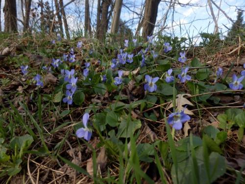 ibolyak-a-bokodi-tonal