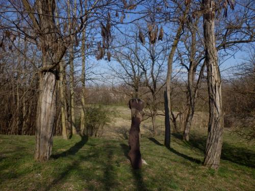 akacos-a-maria-kapolna-mellett