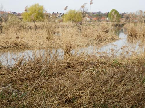 nadas-a-kornyei-toban