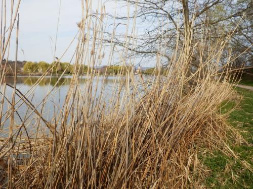 tavak-a-vertesben-kornyei-to